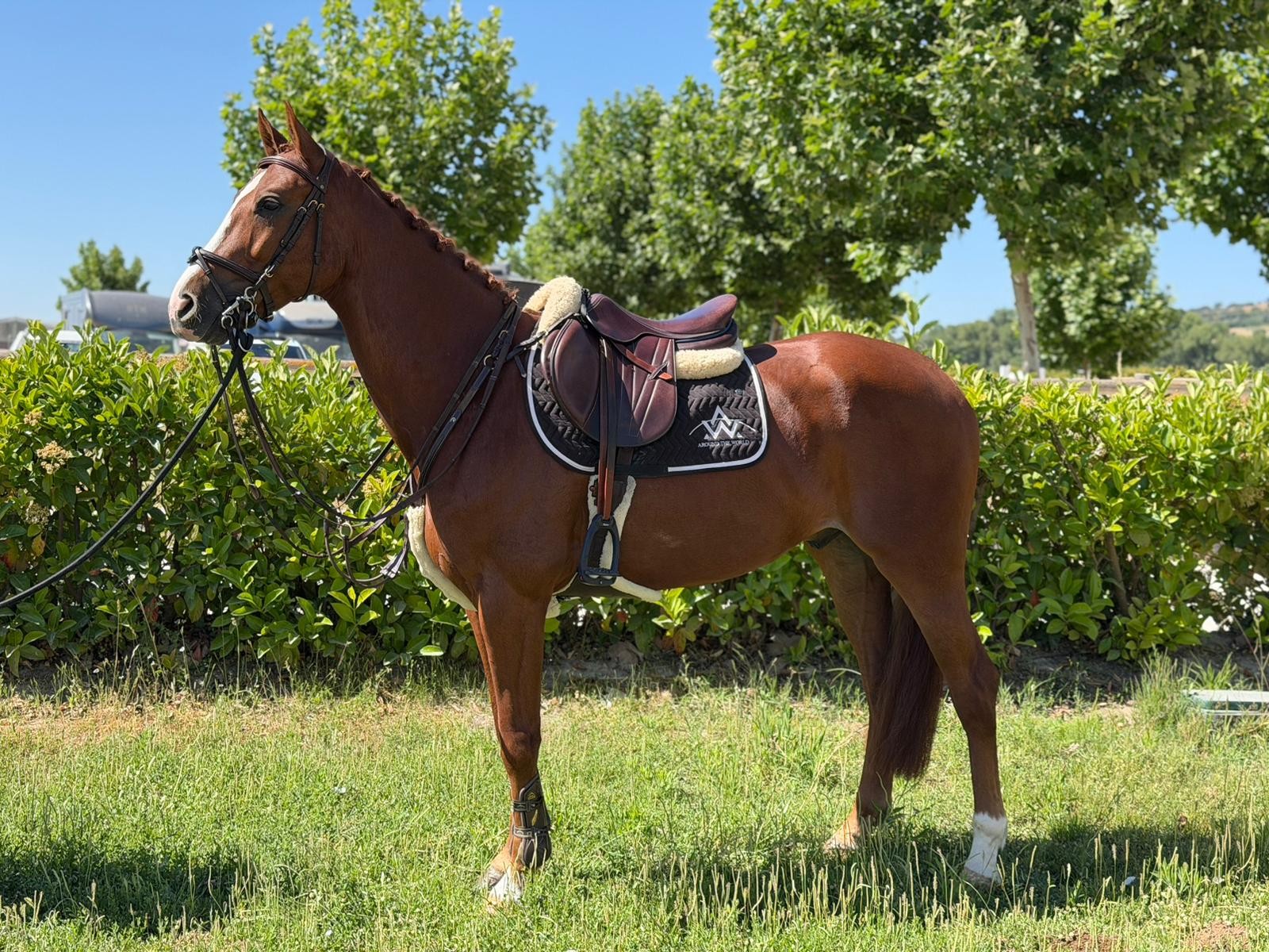 horse